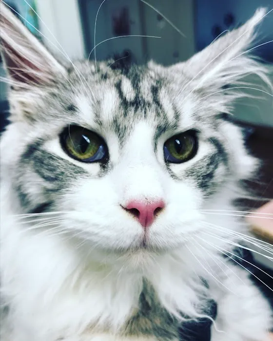 Portland Veterinary Wellness Center 12