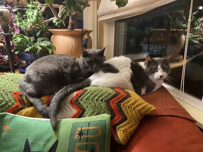 Portland Veterinary Wellness Center 12