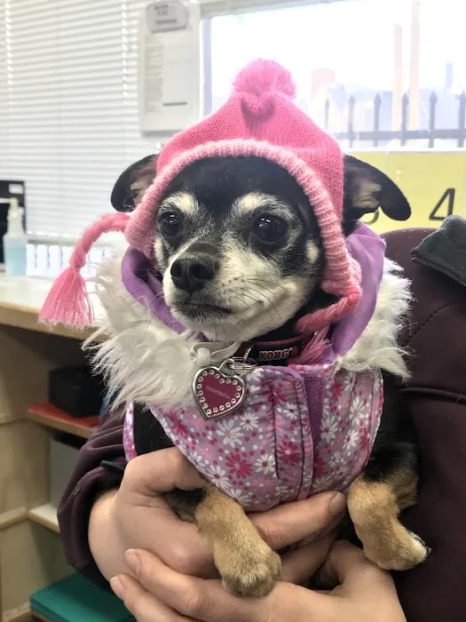 Portland Veterinary Wellness Center 12