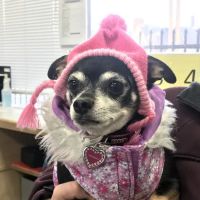 Portland Veterinary Wellness Center ico