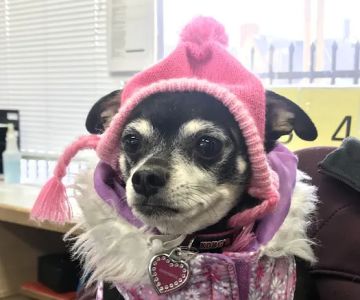 Portland Veterinary Wellness Center
