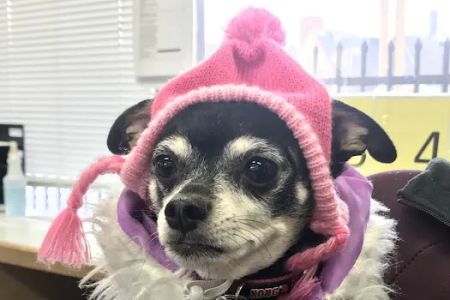 Portland Veterinary Wellness Center