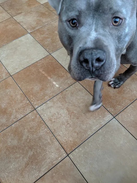 Banfield Pet Hospital 12
