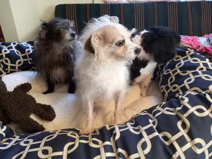 Portland Animal Welfare Team 12