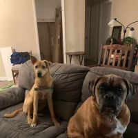 Portland Animal Welfare Team ico