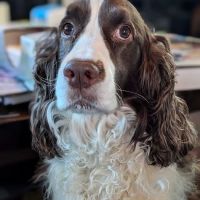 Viva Pet Care ico