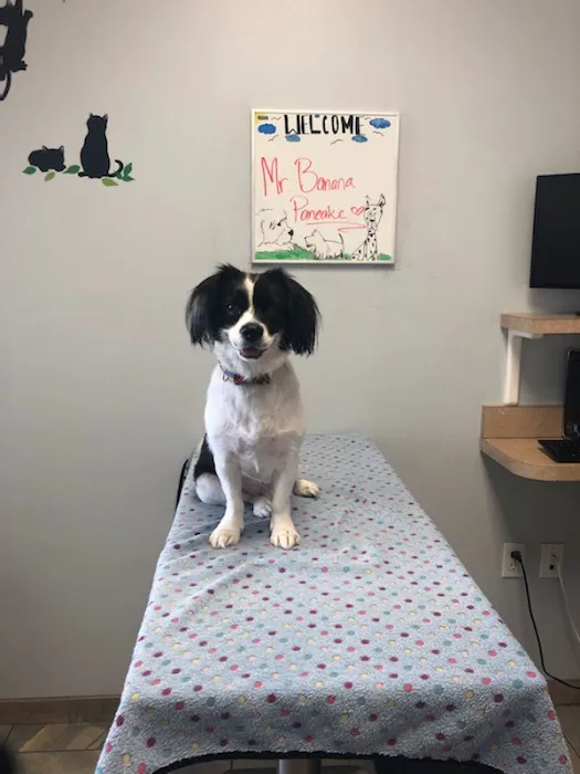 University Veterinary Center 10