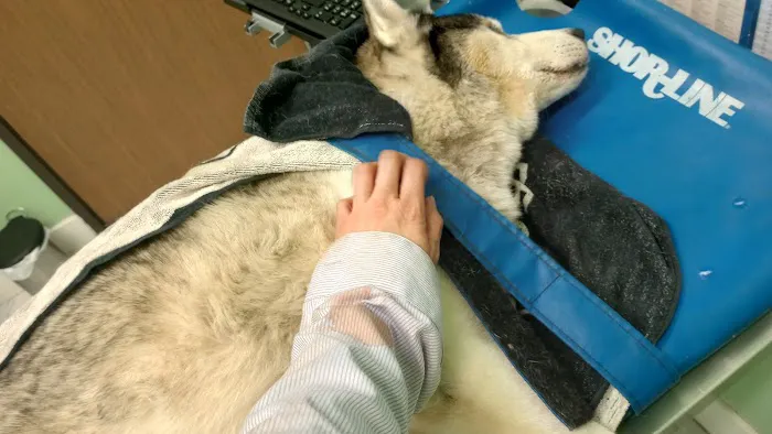 Anchor Animal Hospital 12
