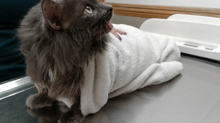 La Palma Veterinary Hospital 12