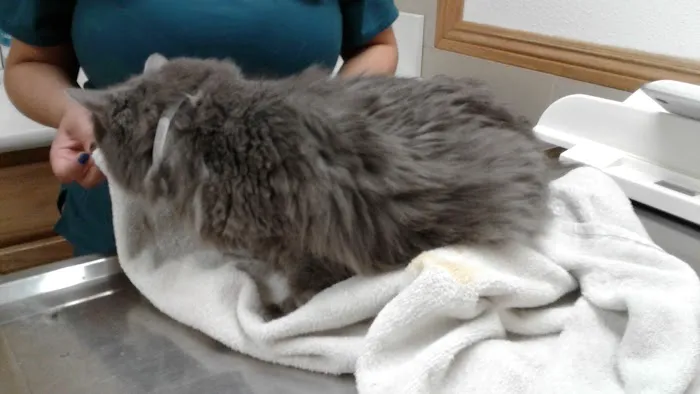 La Palma Veterinary Hospital 12