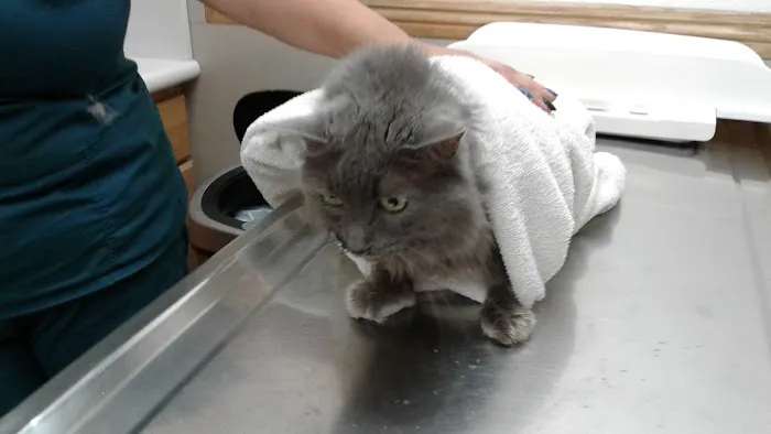 La Palma Veterinary Hospital 12