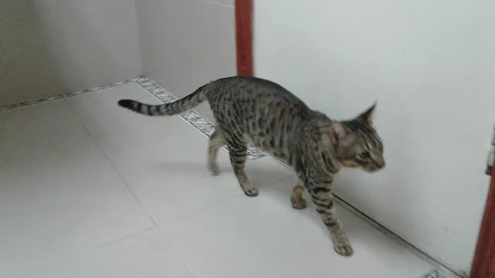La Palma Veterinary Hospital 12