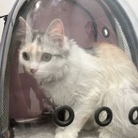VIP Animal Hospital ico