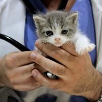 Cottage Pet Hospital ico