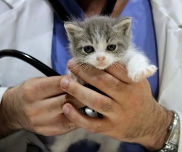 Cottage Pet Hospital