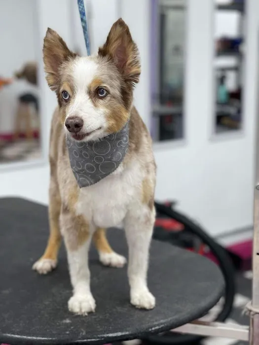 Orange County Emergency Pet Clinic 12
