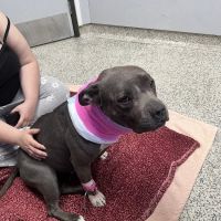 Orange County Emergency Pet Clinic ico