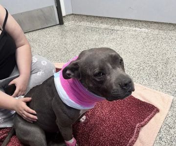 Orange County Emergency Pet Clinic