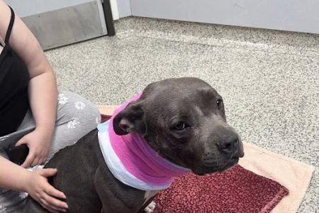 Orange County Emergency Pet Clinic