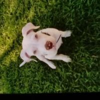 Animal Ambulance of Southern California Inc. ico