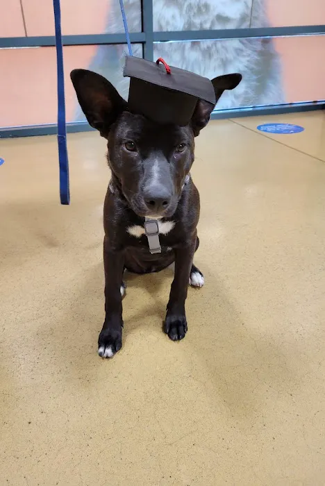 Airport Animal Hospital 6