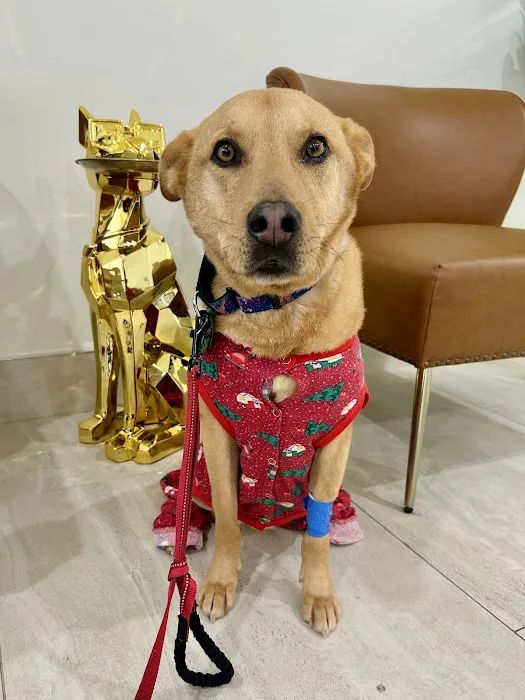 Oasis Pet Clinic 3