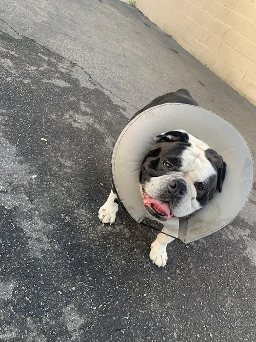 Fountain Valley Emergency Pet Hospital 3