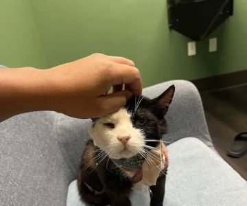 Sunstone Animal Hospital