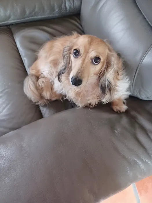 5 Points Companion Animal Hospital 4