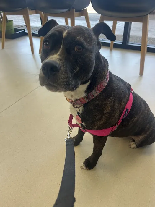 5 Points Companion Animal Hospital 7
