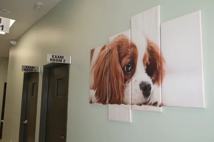 5 Points Companion Animal Hospital 6