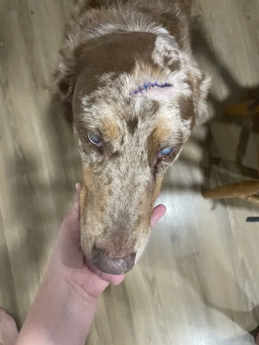 5 Points Companion Animal Hospital 5