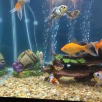 Aqua Star Pet ico