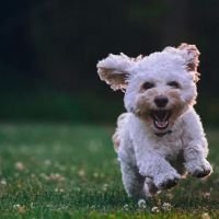 Best Dog Dental ico