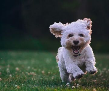 Best Dog Dental