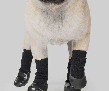 Le Chien Bleu NY pet boutique