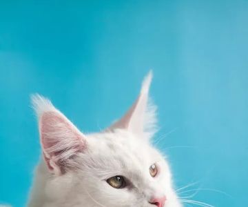 PerfectFurPets