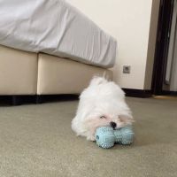 Teacup Puppy Store in New York ico