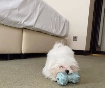 Teacup Puppy Store in New York