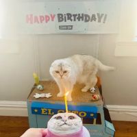 Axel & Tia’s Pet Bakery ico
