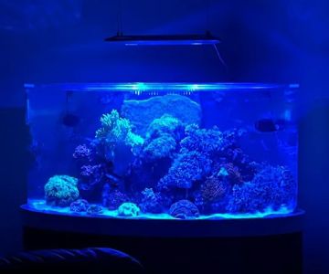 Aqua Spaces - Aquarium Maintenance
