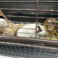 Suheily’s Pet’s ico