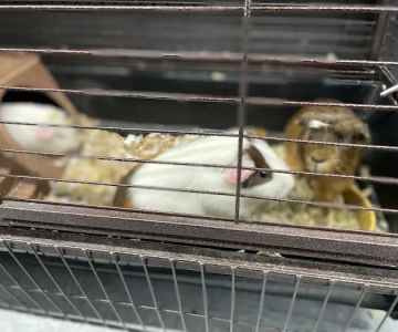 Suheily’s Pet’s