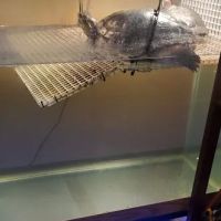 Best Aquarium Service NYC, Inc. ico