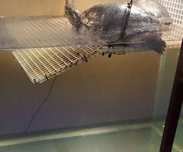 Best Aquarium Service NYC, Inc.
