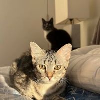 PetLove ico