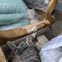ALL 4 PETS ico