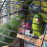 Empire Parrots ico
