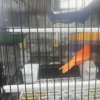 Pet Shop Red Canary ico
