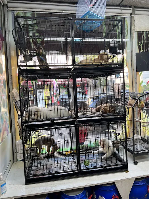 Pet Shop Red Canary 2